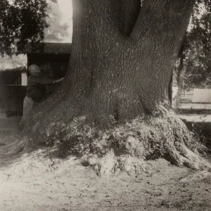 the Laurel of San Marcos, Santa Barbara county, 1930s, 6175b. Umbellularia