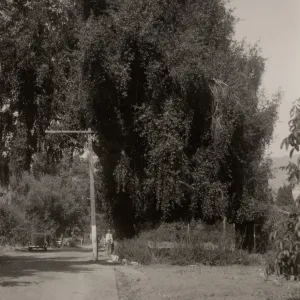 the Laurel of San Marcos, Santa Barbara county, 1930s, 6175a. Umbellularia