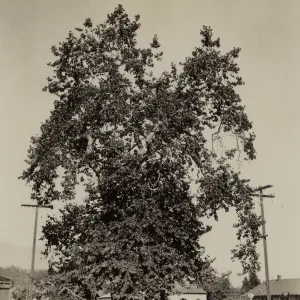Sailors Sycamore, at Milpas and Quienientos Streets, Santa Barbara