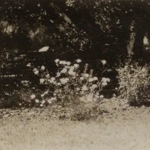 Unknown composite at SBBG
