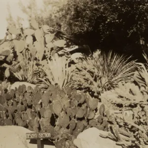 Desert Section, wood sign, SBBG, circa 1933, 1930s