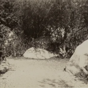 SBBG, circa 1933, 1930s