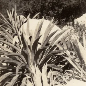 Exotic Agave in the Desert Section, SBBG, circa 1933, 1930s