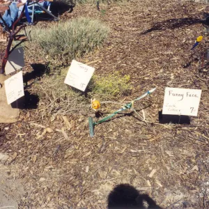 Scarecrow Contest