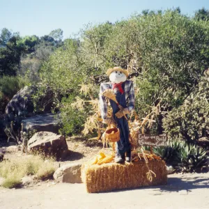 Scarecrow Contest