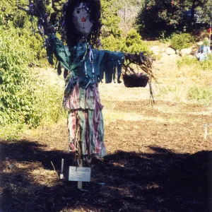 Scarecrow Contest
