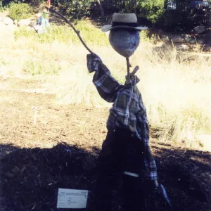 Scarecrow Contest