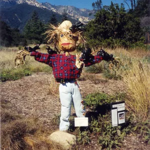 Scarecrow Contest