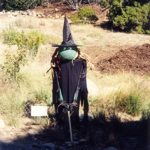 Scarecrow Contest