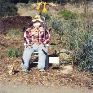 Scarecrow Contest