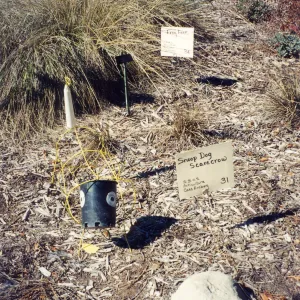 Scarecrow Contest