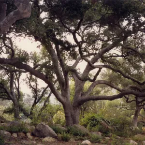 Meadow Oaks