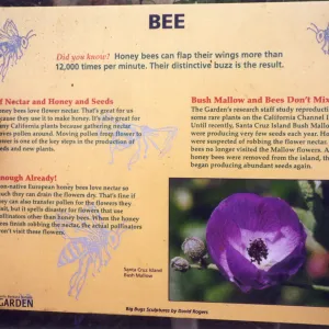 Big Bugs Exhibit--Bee