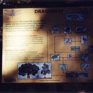 Big Bugs Exhibit--Dragon fly