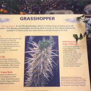Big Bugs Exhibit--Grasshopper
