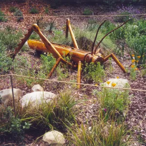 Big Bugs Exhibit--Grasshopper