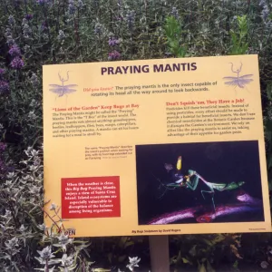 Big Bugs Exhibit--Praying Mantis