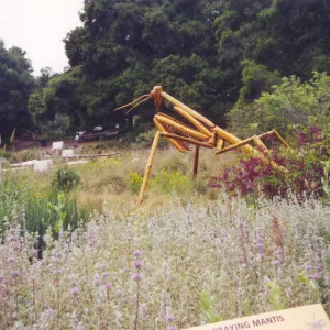Big Bugs Exhibit--Praying Mantis