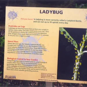 Big Bugs Exhibit--Ladybug