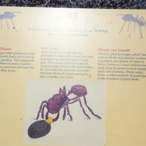 Big Bugs Exhibit--Ant