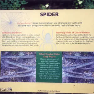 Big Bugs Exhibit--Spider