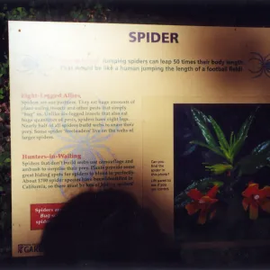 Big Bugs Exhibit--Spider