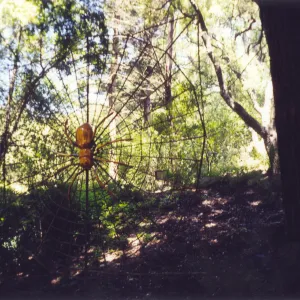 Big Bugs Exhibit--Spider