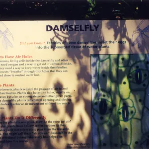 Big Bugs Exhibit--Damselfly