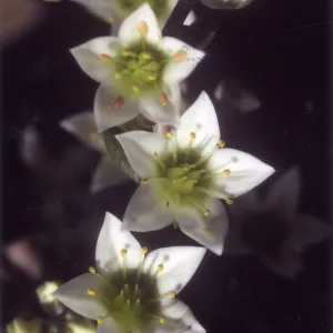 Rare Plant photo used for Night Music publicity