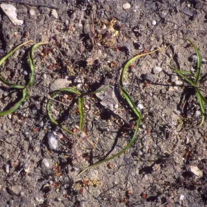 Rare Plant photo used for Night Music publicity
