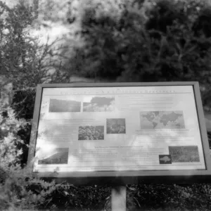 Chaparral-A California Specialty interpretive sign