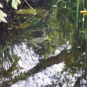 Turtle, submerged in Meadow Pond