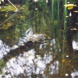 Turtle, submerged in Meadow Pond