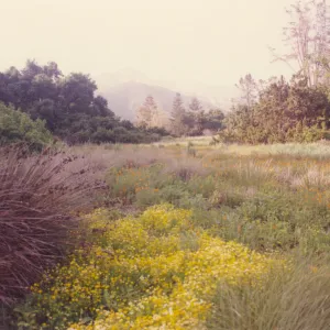 Meadow Area