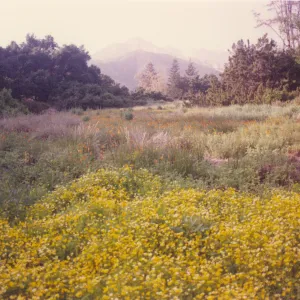 Meadow Area