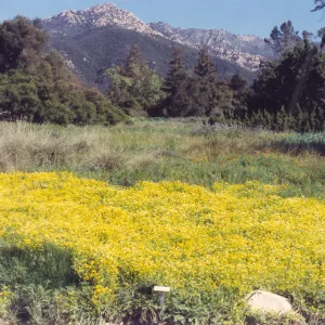 Meadow Area