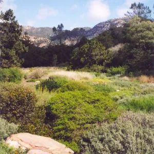 Meadow Area