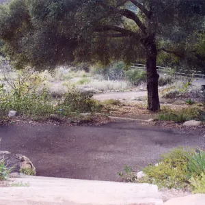Meadow Area