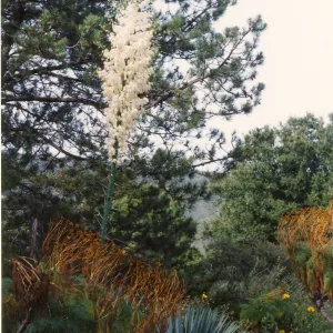Porter Trail, Yucca