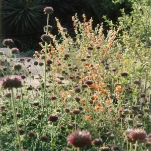 Sphaeralcea ambigua, Alium columbarium, Desert Section