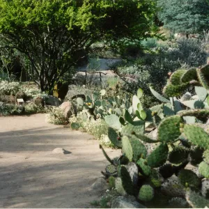 Desert Section