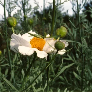 Romneya coulteri