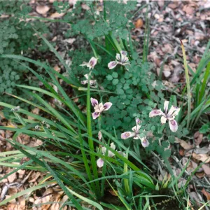 Iris douglasiana