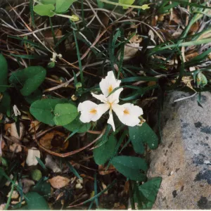 Iris douglasiana