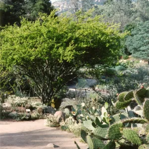 Desert Section