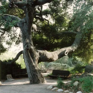 Oak between Blakesley Boulder & Information Kiosk