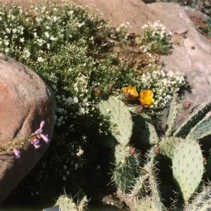 Desert Section