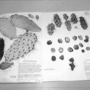2014 AAM Accreditation Self-Study Documentation: Herbarium specimen sheet