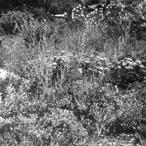 2014 AAM Accreditation Self-Study Documentation: Perennial Borders display