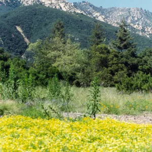 Meadow in the 1990s